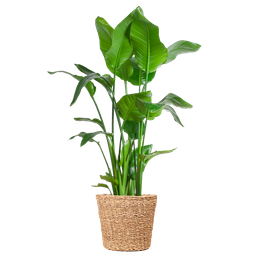 E-flora Strelitzia Nicolai XL met Torun mand - 140cm - Ø27 (44872)