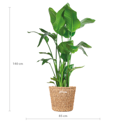 E-flora Strelitzia Nicolai XL met Torun mand - 140cm - Ø27 (44872)