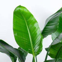 E-flora Strelitzia Nicolai XL met Torun mand - 140cm - Ø27 (44872)