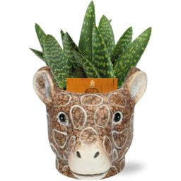 Meergroothandel Aloe Paradisicum - Ø10,5cm ↕15cm + Planter Giraf D11/14x11cm - Bruin (42501)