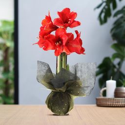 No Water Flowers® (wax amaryllis) | Wrapz - Gold + Red flower (8721225131820)