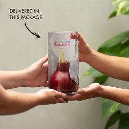 No Water Flowers® (wax amaryllis) | Wrapz - Gold + Red flower (8721225131820)