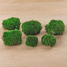 Live Cushion Moss - Premium Fresh Moss - 6 pcs (2 bags) (45642)