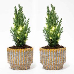 Set van 2 - Kerstboom 'Ellwoodii' + Pot Echo + 20 led lampen - 25 - 30 cm hoog (8720872023557)