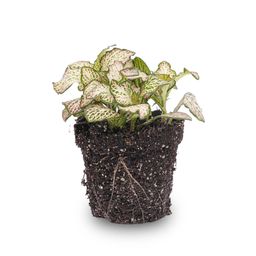 Fittonia Pink Tiger - Pink, white and Green - Mosaic plant - potmaat 8 (8720872022697)