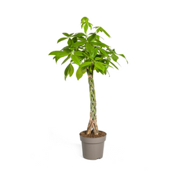 Pachira Aquatica (4250308315276)