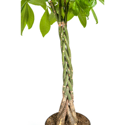 Pachira Aquatica (4250308315276)