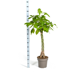 Pachira Aquatica (4250308315276)