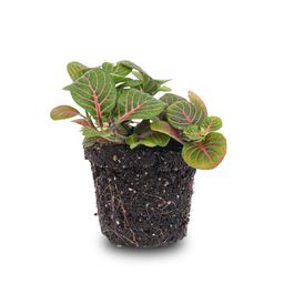 Fittonia Bubble Red - Red and green - Mosaic plant - potmaat 8 (8720872022666)
