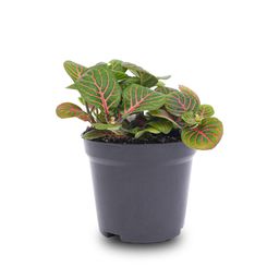 Fittonia Bubble Red - Red and green - Mosaic plant - potmaat 8 (8720872022666)