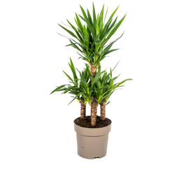 Yucca Elephantipes (4250308315641)