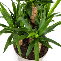 Yucca Elephantipes (4250308315641)