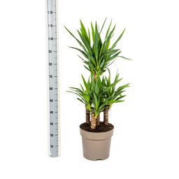 Yucca Elephantipes (4250308315641)