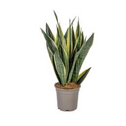 Sansevieria Trifasciata Canary (4250308316259)