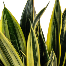 Sansevieria Trifasciata Canary (4250308316259)