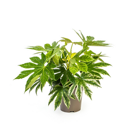 Fatsia Japonica Spider's Web (4250308315061)