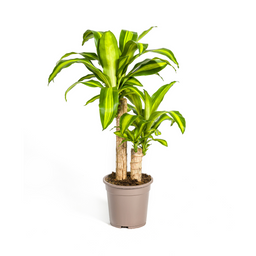 Dracaena Fragrans Massangeana (4250308311674)