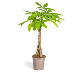 Pachira Aquatica (4250308315306)
