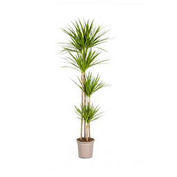 Dracaena Marginata Green (4250308314491)