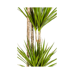 Dracaena Marginata Green (4250308314491)