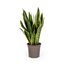 Sansevieria Trifasciata Futura Superba (4250308316280)