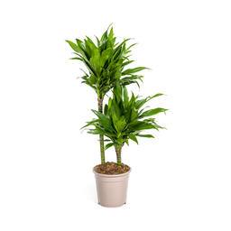 Dracaena Deremensis Green Jewel (4250308314033)