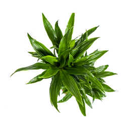 Dracaena Deremensis Green Jewel (4250308314033)