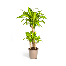 Dracaena Fragrans Massangeana (4250308312886)