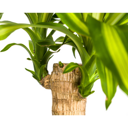 Dracaena Fragrans Massangeana (4250308312886)