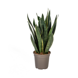 Sansevieria Trifasciata Futura Black (4250308316273)