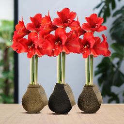 No Water Flowers® (wax amaryllis) | Naturalz Corkz Mix (3 pack) + Red flower (8721225131974)