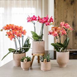 Kolibri Home | Bali sierpot - Sand - Ø9cm (8785279224044)