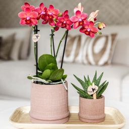 Kolibri Home | Bali sierpot - Sand - Ø9cm (8785279224044)