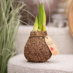 No Water Flowers® (wax amaryllis) | Naturalz Corkz Mix (3 pack) + Red flower (8721225131974)