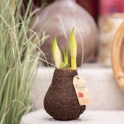 No Water Flowers® (wax amaryllis) | Naturalz Corkz Mix (3 pack) + Red flower (8721225131974)