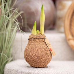 No Water Flowers® (wax amaryllis) | Naturalz Corkz Mix (3 pack) + Red flower (8721225131974)