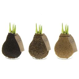 No Water Flowers® (wax amaryllis) | Naturalz Corkz Mix (3 pack) + Red flower (8721225131974)