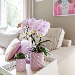 Kolibri Home | Candy sierpot | Hoog - Pink - Ø9cm (8785279222934)