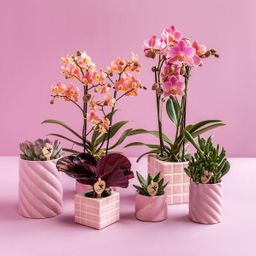 Kolibri Home | Candy sierpot | Hoog - Pink - Ø9cm (8785279222934)