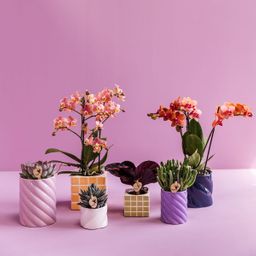 Kolibri Home | Candy sierpot | Hoog - Lilac - Ø6cm (8785279222989)
