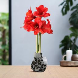 No Water Flowers® (wax amaryllis) | Fashionz Animal - Leopard + Red flower (8721225131127)