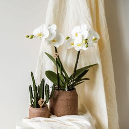 Kolibri Home | Hyroglyph sierpot - Sand - Ø9cm (7865885197169)