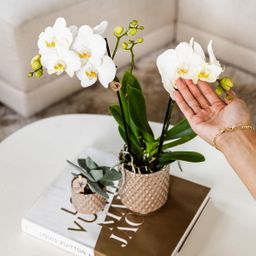 Kolibri Home | Diamond pearl sierpot - Sand - Ø9cm (8785279223238)