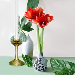 No Water Flowers® (wax amaryllis) | Fashionz Animal - Leopard + Red flower (8721225131127)