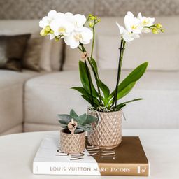 Kolibri Home | Diamond pearl sierpot - Sand - Ø9cm (8785279223238)