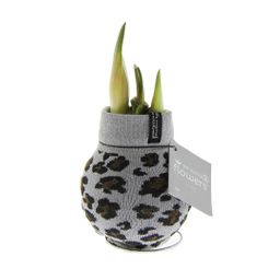 No Water Flowers® (wax amaryllis) | Fashionz Animal - Leopard + Red flower (8721225131127)