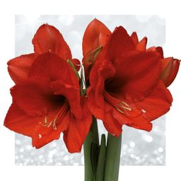 No Water Flowers® (wax amaryllis) | Fashionz Animal - Leopard + Red flower (8721225131127)