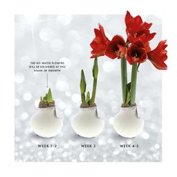 No Water Flowers® (wax amaryllis) | Fashionz Animal - Leopard + Red flower (8721225131127)