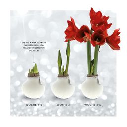 No Water Flowers® (wax amaryllis) | Fashionz Animal - Leopard + Red flower (8721225131127)