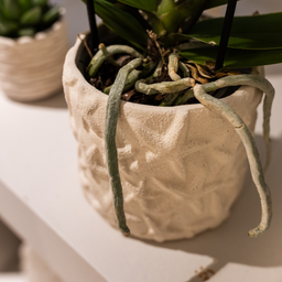 Kolibri Home | Star Fish sierpot - Off White - Ø6cm (8785279224112)